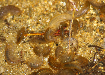 Bach-Flohkrebs (Gammarus pulex) - © Emanuel Trummer